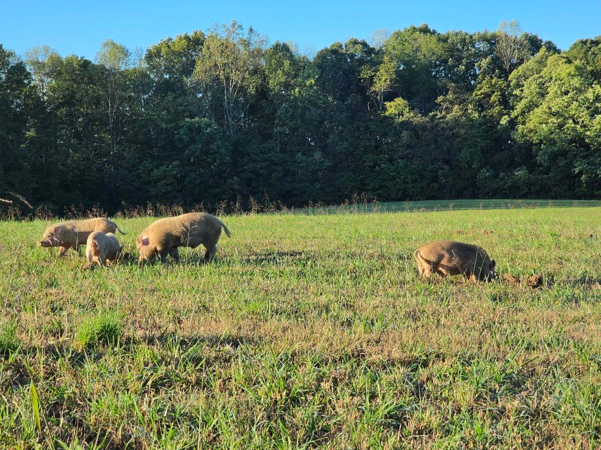 Living the Dream Year 6 Day 148 – Clifty Hill 3 – Framing Day 45, Master Bedroom side is closed in, Wild pigs in the field